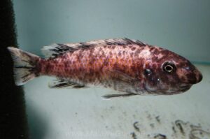 Labeotropheus trewavasae 'Pombo Rocks'